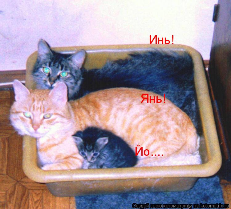 Инь! Янь! Йо....... Котоматрица: Инь! Янь! Йо....