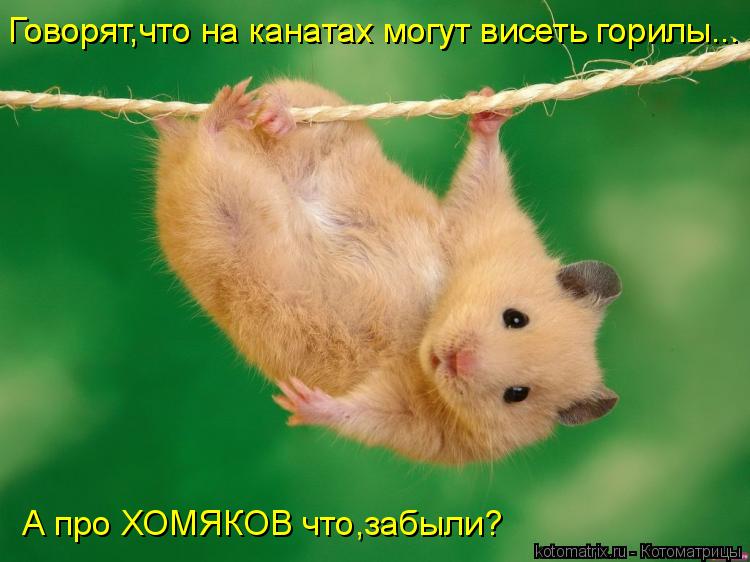 Говорят,что на канатах могут висеть горилы... Говорят,что на канатах могут висеть горилы... А про ХОМ... Котоматрица: Говорят,что на канатах могут висеть горилы... Говорят,что на канатах могут висеть горилы... А про ХОМЯКОВ что,забыли?