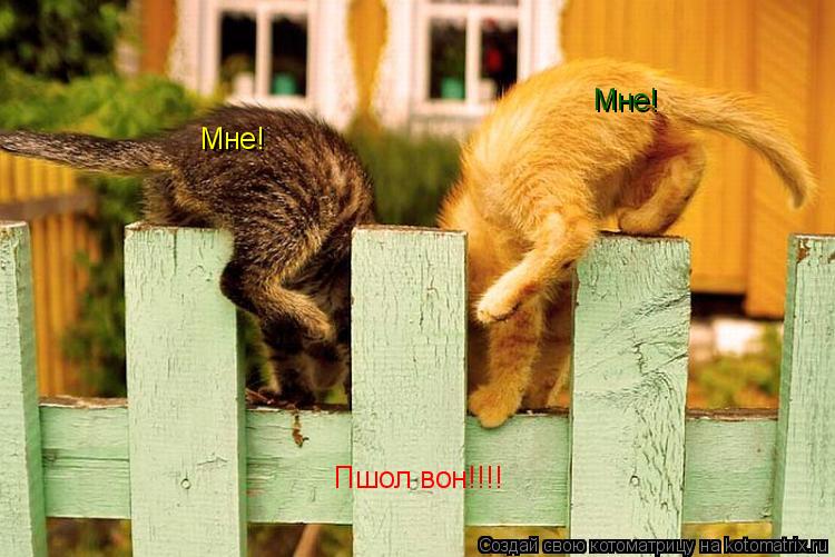 Мне! Мне! Пшол вон!!!!... Котоматрица: Мне! Мне! Пшол вон!!!!