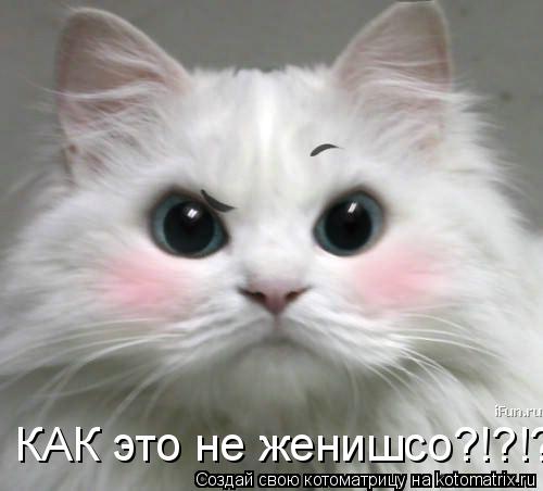КАК это не женишсо?!?!?!... Котоматрица: КАК это не женишсо?!?!?!