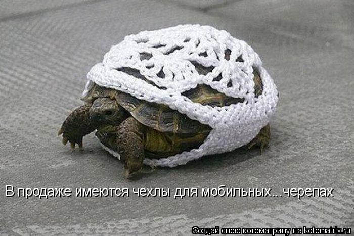 В продаже имеются чехлы для мобильных...черепах... Котоматрица: В продаже имеются чехлы для мобильных...черепах