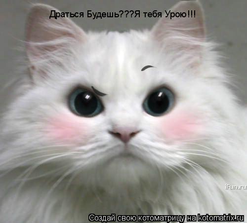 Драться Будешь???Я тебя Урою!!!... Котоматрица: Драться Будешь???Я тебя Урою!!!