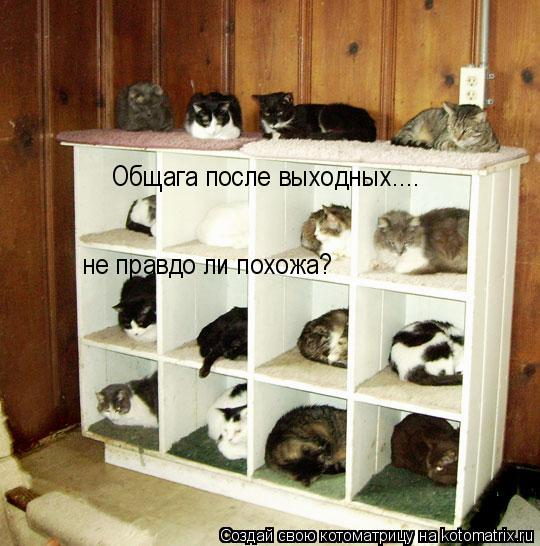 Общага после выходных.... не правдо ли похожа?... Котоматрица: Общага после выходных.... не правдо ли похожа?