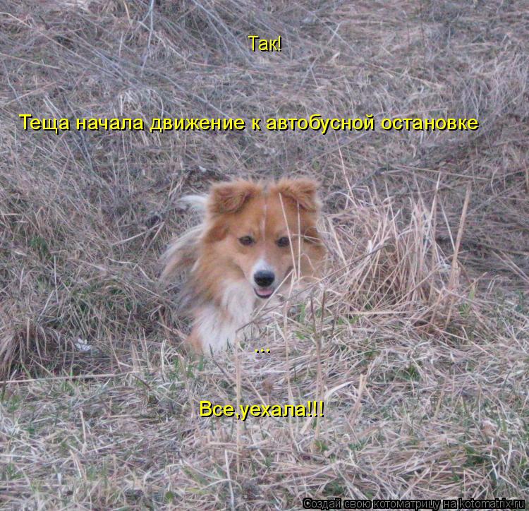 Так! Теща начала движение к автобусной остановке ... Все,уехала!!!... Котоматрица: Так! Теща начала движение к автобусной остановке ... Все,уехала!!!