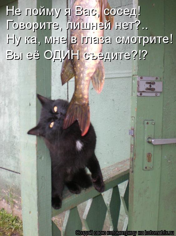 Ну ка, мне в глаза смотрите! Говорите, лишней нет?.. Не пойму я Вас, сосед! Вы её ОДИН съедите?!?... Котоматрица: Ну ка, мне в глаза смотрите! Говорите, лишней нет?.. Не пойму я Вас, сосед! Вы её ОДИН съедите?!?