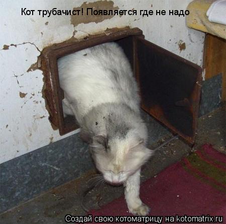 Кот трубачист! Появляется где не надо... Котоматрица: Кот трубачист! Появляется где не надо