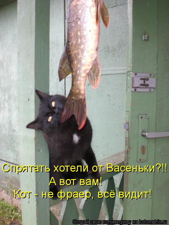 Спрятать хотели от Васеньки?!! А вот вам! Кот - не фраер, всё видит!... Котоматрица: Спрятать хотели от Васеньки?!! А вот вам! Кот - не фраер, всё видит!