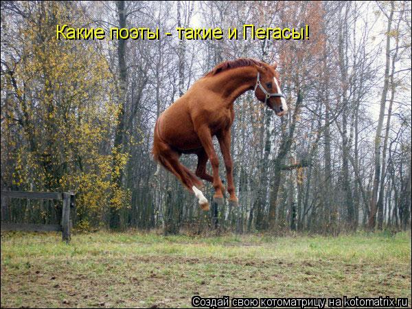 Какие поэты - такие и Пегасы!... Котоматрица: Какие поэты - такие и Пегасы!