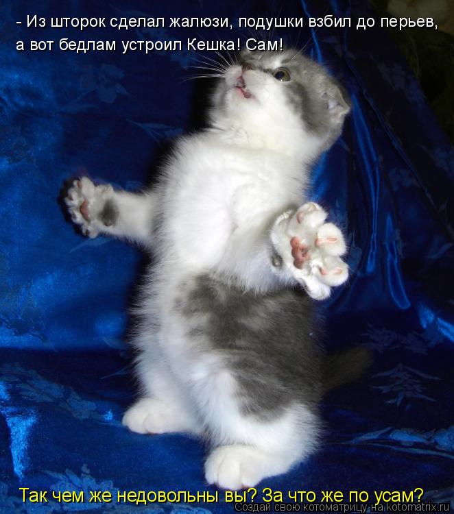 - Из шторок сделал жалюзи, подушки взбил до перьев, а вот бедлам устроил Кешка! Сам! Так чем же не... Котоматрица: - Из шторок сделал жалюзи, подушки взбил до перьев, а вот бедлам устроил Кешка! Сам! Так чем же недовольны вы? За что же по усам?