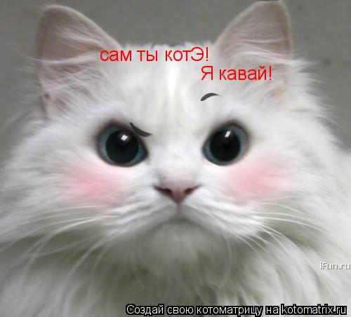 сам ты котЭ! Я кавай!... Котоматрица: сам ты котЭ! Я кавай!