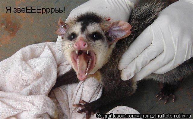 Я звеЕЕЕрррьь!... Котоматрица: Я звеЕЕЕрррьь!