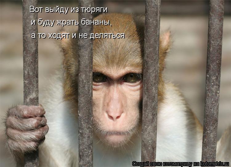 Вот выйду из тюряги и буду жрать бананы а то ходят и не деляться ,... Котоматрица: Вот выйду из тюряги и буду жрать бананы а то ходят и не деляться ,