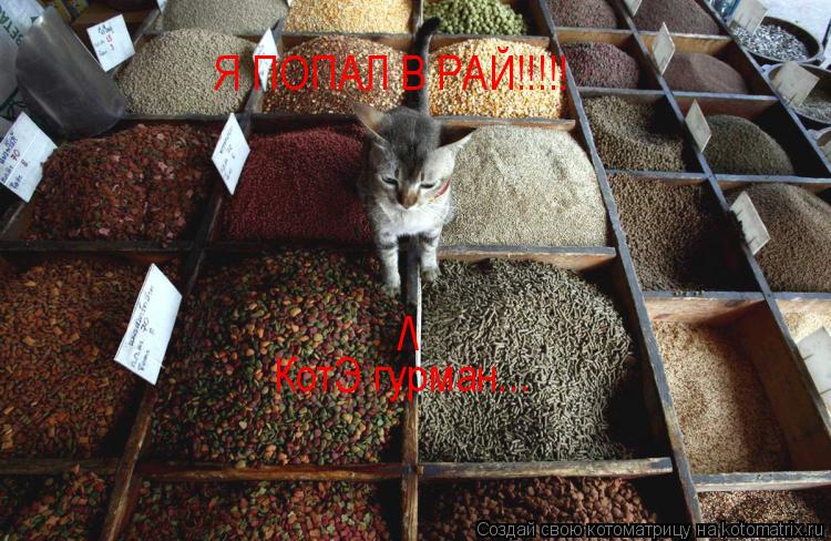 Я ПОПАЛ В РАЙ!!!!! / КотЭ гурман...... Котоматрица: Я ПОПАЛ В РАЙ!!!!! / КотЭ гурман...