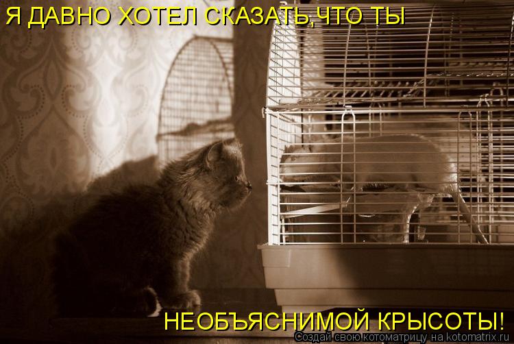 Я ДАВНО ХОТЕЛ СКАЗАТЬ,ЧТО ТЫ НЕОБЪЯСНИМОЙ КРЫСОТЫ!... Котоматрица: Я ДАВНО ХОТЕЛ СКАЗАТЬ,ЧТО ТЫ НЕОБЪЯСНИМОЙ КРЫСОТЫ!