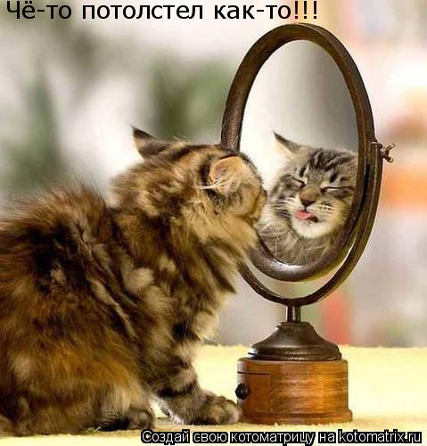 Чё-то потолстел как-то!!!... Котоматрица: Чё-то потолстел как-то!!!