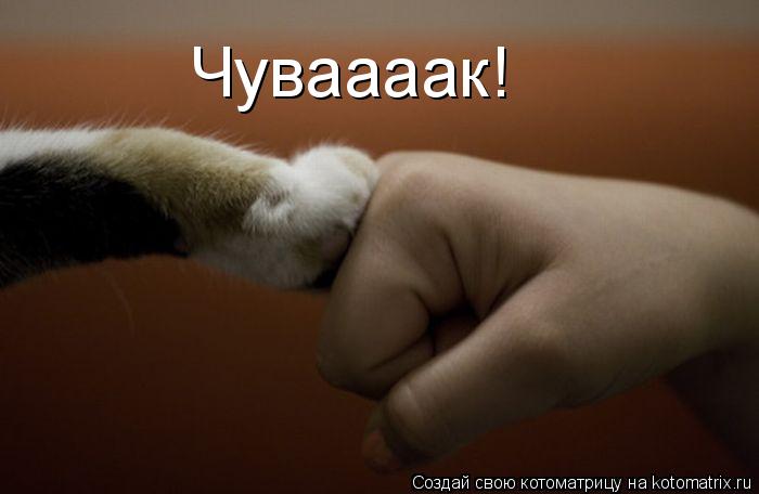 Чуваааак!... Котоматрица: Чуваааак!