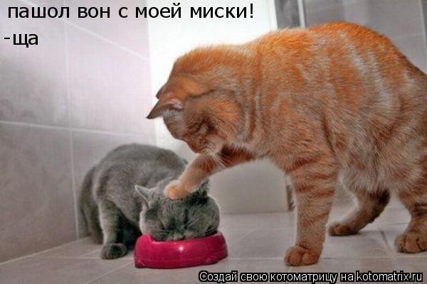 пашол вон с моей миски! -ща... Котоматрица: пашол вон с моей миски! -ща