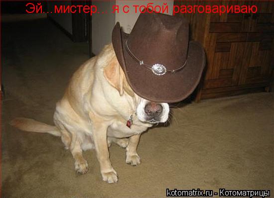 Эй...мистер... я с тобой разговариваю... Котоматрица: Эй...мистер... я с тобой разговариваю