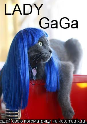 LADY GaGa... Котоматрица: LADY GaGa