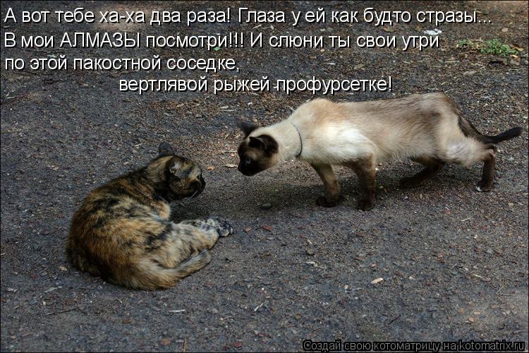 В мои АЛМАЗЫ посмотри!!! И слюни ты свои утри по этой пакостной соседке, вертлявой рыжей профурсетке... Котоматрица: В мои АЛМАЗЫ посмотри!!! И слюни ты свои утри по этой пакостной соседке, вертлявой рыжей профурсетке! А вот тебе ха-ха два раза! Глаза у ей как