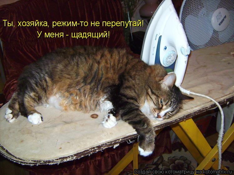 Ты, хозяйка, режим-то не перепутай! У меня - щадящий!... Котоматрица: Ты, хозяйка, режим-то не перепутай! У меня - щадящий!