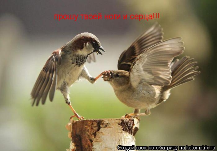 прошу твоей ноги и серца!!!... Котоматрица: прошу твоей ноги и серца!!!