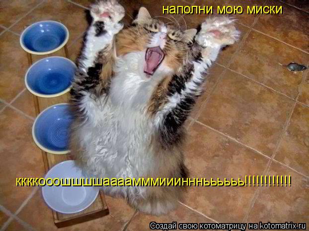 наполни мою миски ккккооошшшшаааамммиииннньььььь!!!!!!!!!!!!... Котоматрица: наполни мою миски ккккооошшшшаааамммиииннньььььь!!!!!!!!!!!!
