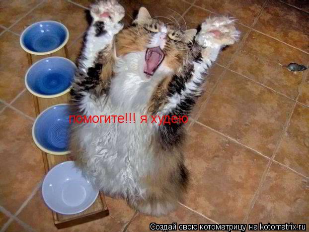 помогите!!! я худею... Котоматрица: помогите!!! я худею