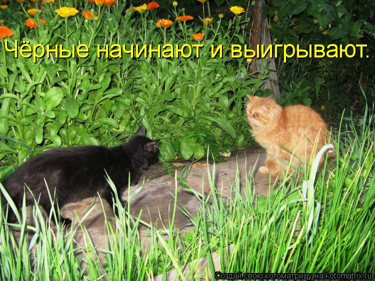 Чёрные начинают и выигрывают.... Котоматрица: Чёрные начинают и выигрывают.