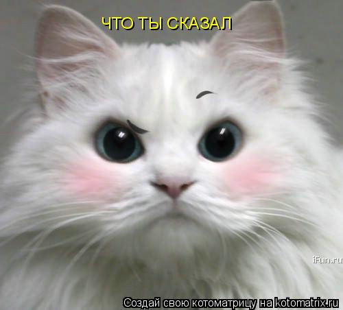 ЧТО ТЫ СКАЗАЛ... Котоматрица: ЧТО ТЫ СКАЗАЛ