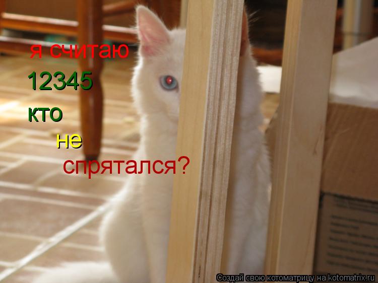 я считаю 12345 кто не спрятался?... Котоматрица: я считаю 12345 кто не спрятался?