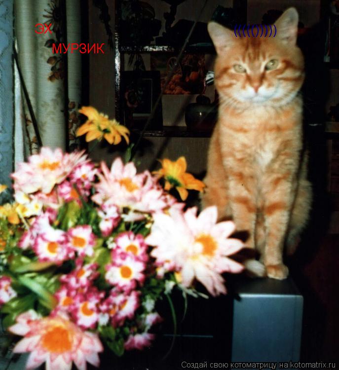 ЭХ МУРЗИК ((((()))))... Котоматрица: ЭХ МУРЗИК ((((()))))