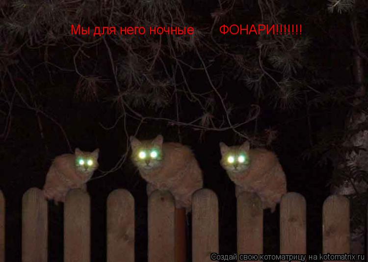 Мы для него ночные ФОНАРИ!!!!!!!... Котоматрица: Мы для него ночные ФОНАРИ!!!!!!!