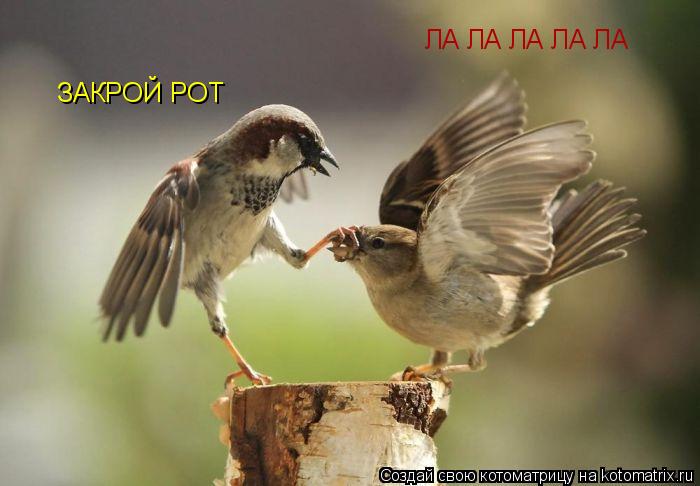 ЛА ЛА ЛА ЛА ЛА ЗАКРОЙ РОТ... Котоматрица: ЛА ЛА ЛА ЛА ЛА ЗАКРОЙ РОТ
