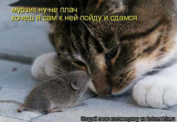 мурзик ну не плач мурзик ну не плач хочеш я сам к ней пойду и сдамся... Котоматрица: мурзик ну не плач мурзик ну не плач хочеш я сам к ней пойду и сдамся