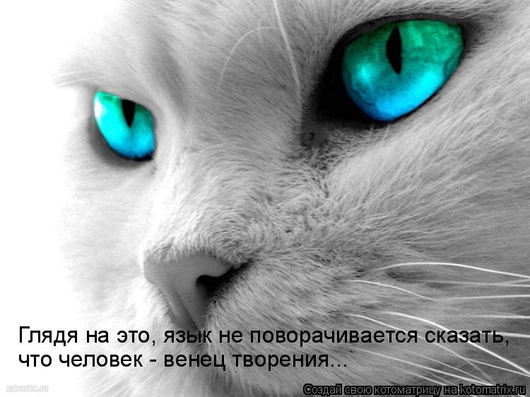 Глядя на это, язык не поворачивается сказать, что человек - венец творения...... Котоматрица: Глядя на это, язык не поворачивается сказать, что человек - венец творения...