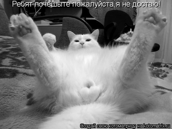 Ребят почешыте пожалуйста,я не достаю!... Котоматрица: Ребят почешыте пожалуйста,я не достаю!