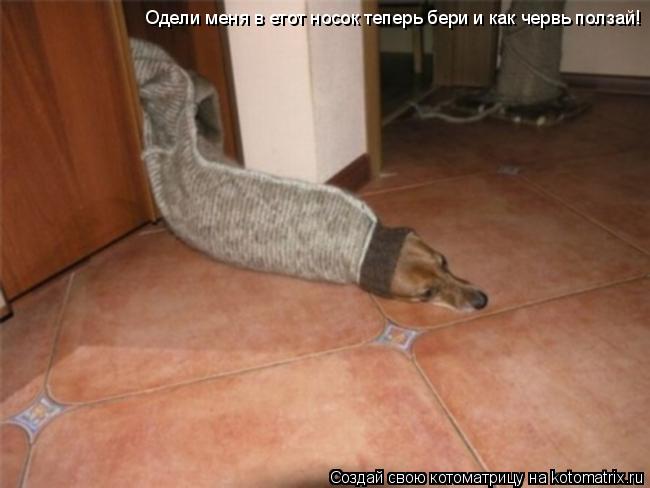 Одели меня в етот носок теперь бери и как червь ползай!... Котоматрица: Одели меня в етот носок теперь бери и как червь ползай!