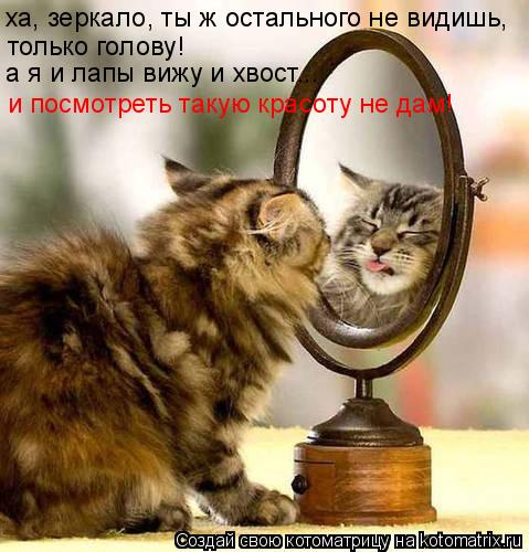 ха, зеркало, ты ж остального не видишь, только голову! а я и лапы вижу и хвост... и посмотреть такую ... Котоматрица: ха, зеркало, ты ж остального не видишь, только голову! а я и лапы вижу и хвост... и посмотреть такую красоту не дам!