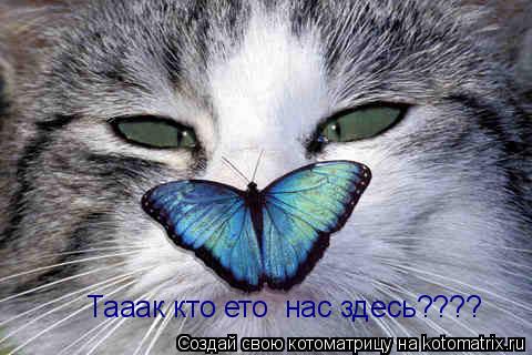 Котоматрица: Тааак кто ето  нас здесь????