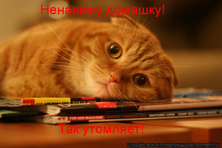 Ненавижу домашку! Так утомляет!... Котоматрица: Ненавижу домашку! Так утомляет!