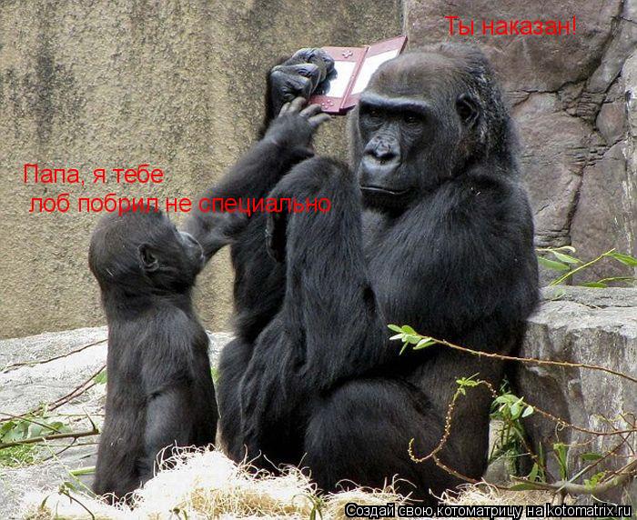 Ты наказан! Папа, я тебе лоб побрил не специально... Котоматрица: Ты наказан! Папа, я тебе лоб побрил не специально