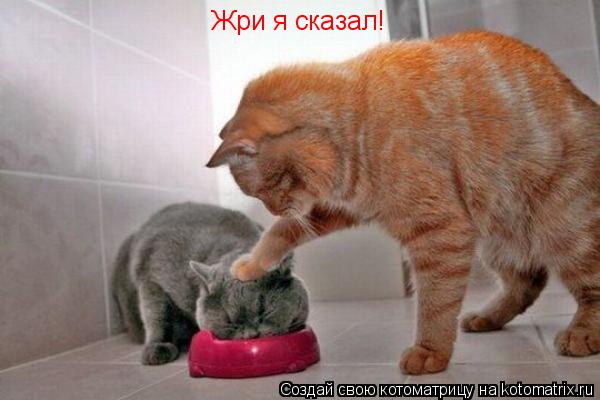 Жри я сказал!... Котоматрица: Жри я сказал!