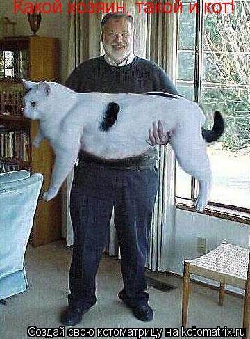 Какой хозяин, такой и кот!... Котоматрица: Какой хозяин, такой и кот!
