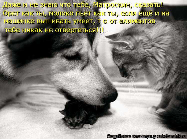 Даже и не знаю что тебе, Матроскин, сказать! Орет как ты, молоко пьет как ты, если ещё и на машинке в... Котоматрица: Даже и не знаю что тебе, Матроскин, сказать! Орет как ты, молоко пьет как ты, если ещё и на машинке вышивать умеет, т о от алиментов тебе никак