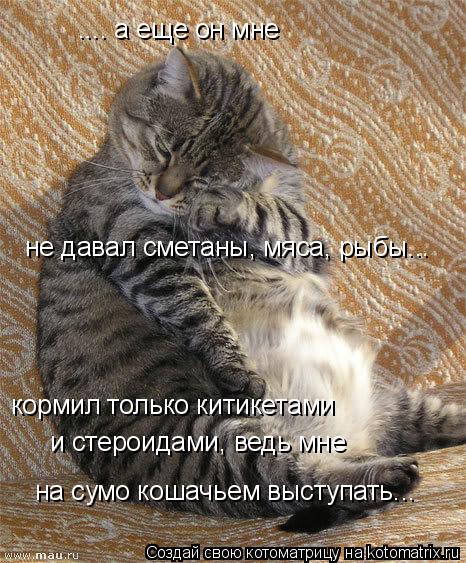 .... а еще он мне не давал сметаны, мяса, рыбы... кормил только китикетами и стероидами, ведь мне на... Котоматрица: .... а еще он мне не давал сметаны, мяса, рыбы... кормил только китикетами и стероидами, ведь мне на сумо кошачьем выступать...