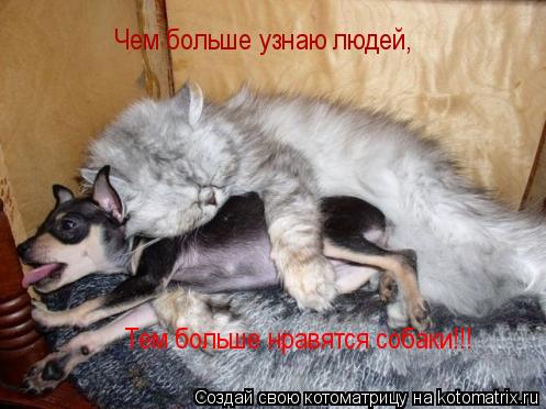 Чем больше узнаю людей, Тем больше нравятся собаки!!!... Котоматрица: Чем больше узнаю людей, Тем больше нравятся собаки!!!