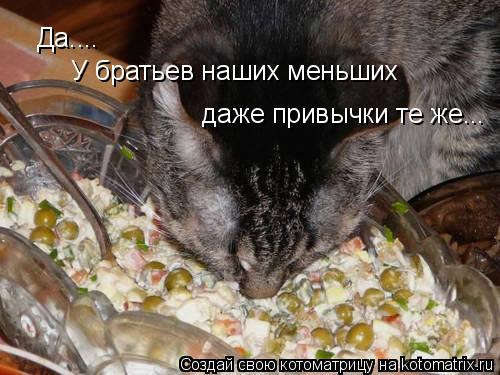 Да.... У братьев наших меньших даже привычки те же...... Котоматрица: Да.... У братьев наших меньших даже привычки те же...