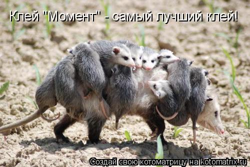 Клей "Момент" - самый лучший клей!... Котоматрица: Клей "Момент" - самый лучший клей!