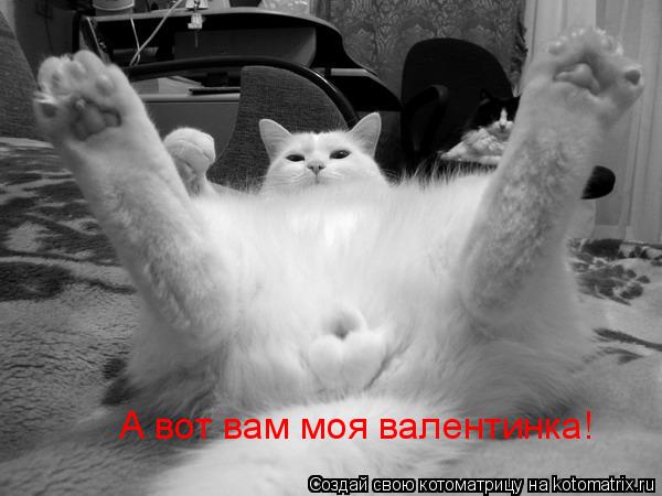 А вот вам моя валентинка!... Котоматрица: А вот вам моя валентинка!